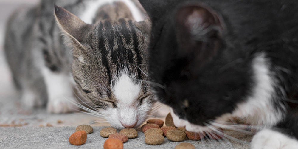 Utilisation des Plaques en PVC Hygiénique pour le Bien-Être des Animaux
